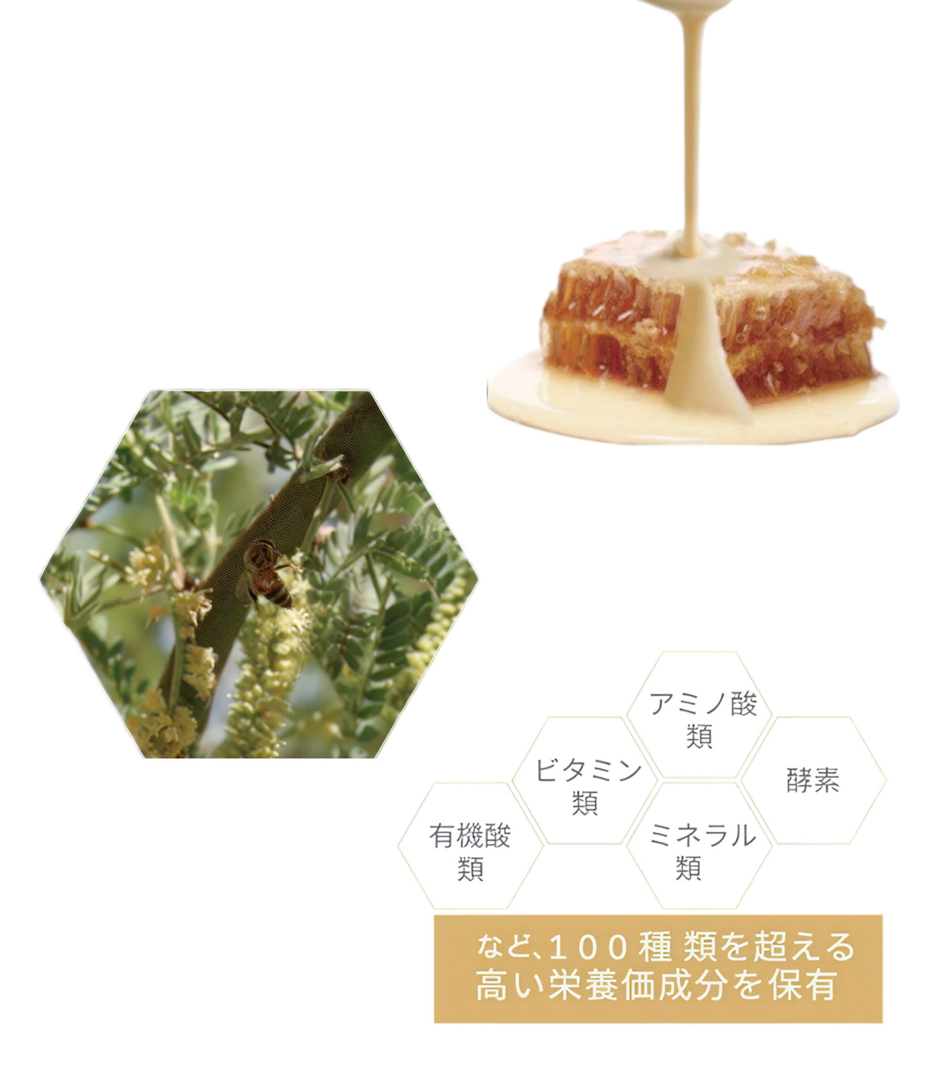 ホワイトハニーエキス（WHエキス）・樹木KIAWE（キアヴェ）・栄養成分の写真